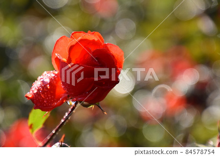 京都府植物園 84578754