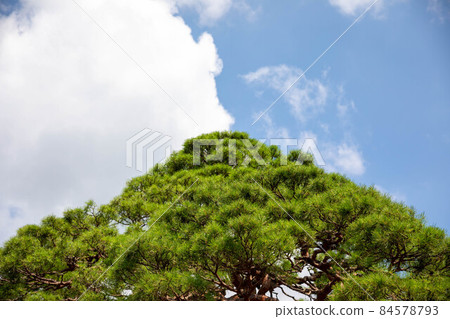 Sky and wood Sky and wood 84578793