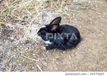 [Okunoshima] A cute rabbit from Kyukamura 84578865