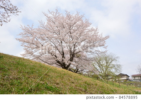 八王子市長沼公園的櫻花 八王子市長沼公園的櫻花 84578895