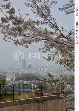 八王子市長沼公園的櫻花 八王子市長沼公園的櫻花 84578898