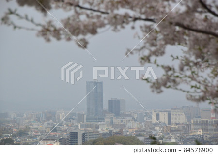 八王子市長沼公園的櫻花 八王子市長沼公園的櫻花 84578900