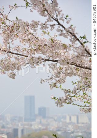 八王子市長沼公園的櫻花 八王子市長沼公園的櫻花 84578901