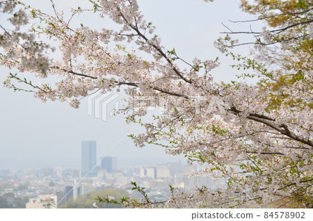 八王子市長沼公園的櫻花 八王子市長沼公園的櫻花 84578902