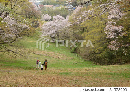 Sakura in Naganuma Park, Hachioji City Sakura in Naganuma Park, Hachioji City 84578903