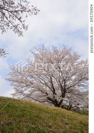 八王子市長沼公園的櫻花 84578904