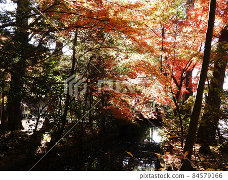 Tsurugaoka Hachimangu Shrine 84579166