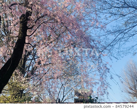 三月的藍天和垂枝櫻花 三月的藍天和垂枝櫻花 84579244