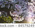 日落照亮的櫻花 84579249