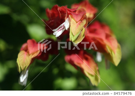 Justicia ironegee white flowers and red bracts Justicia ironegee white flowers and red bracts 84579476