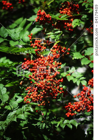 在灌木叢中著色的火棘果實 在灌木叢中著色的火棘果實 84579489