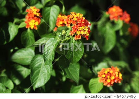 馬纓丹花和幼果 84579490