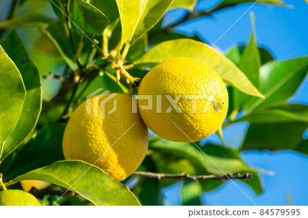無農藥種植的家用檸檬 84579595
