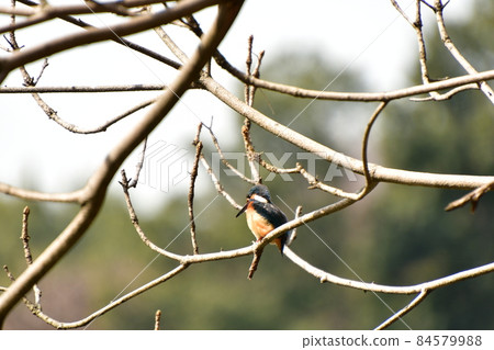 翠鳥面朝下 84579988