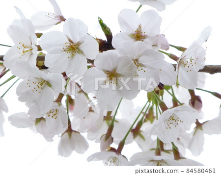 櫻花盛開 84580461