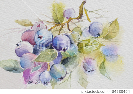 藍莓水彩畫 84580464