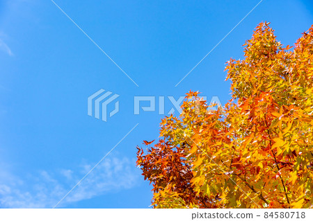 The autumnal leaves of Momiji bakufu and blue sky 84580718