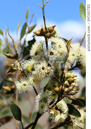 Creamy yellow blossoms of the Australian native Ridge Fruited Mallee, Eucalyptus angulosa, family Myrtaceae. Coastal distribution from Kangaroo Island to Albany, WA. Indigenous name is Kwaral Creamy yellow blossoms of the Australian native Ridge Fruited Mallee, Eucalyptus angulosa, family Myrtaceae. Coastal distribution from Kangaroo Island to Albany, WA. Indigenous name is Kwaral 84580785