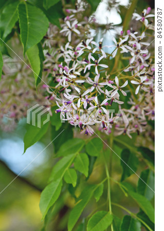 Pale purple and white flowers and foliage of the White Cedar, Melia azedarach, family Meliaceae. Also known as Chinaberry and Pride of India. Endemic to Australia and southeast Asia. Pale purple and white flowers and foliage of the White Cedar, Melia azedarach, family Meliaceae. Also known as Chinaberry and Pride of India. Endemic to Australia and southeast Asia. 84580787