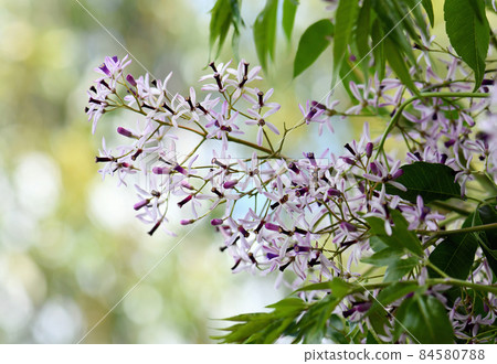 Pale purple and white flowers and foliage of the White Cedar, Melia azedarach, family Meliaceae. Also known as Chinaberry and Pride of India. Endemic to Australia and southeast Asia. 84580788