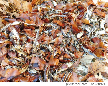 Katsuobushi and dried sardines used to make compost 84580921