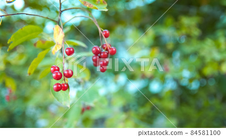 Berries on blurred summer colorful background. Berries on blurred summer colorful background. 84581100