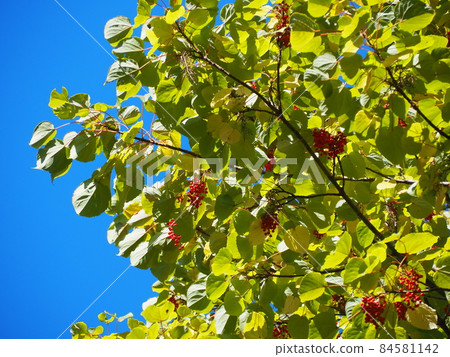 イイギリ 84581142