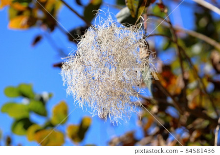 Smoke tree flowers Smoke tree flowers 84581436