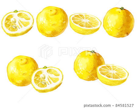 手繪水彩花柚子圖線集 插圖素材 圖庫