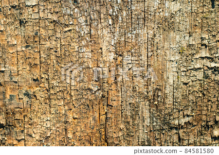 Rough texture of natural wood. 84581580