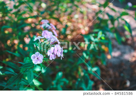 Flowers in garden during flowering period. Flowers in garden during flowering period. 84581586