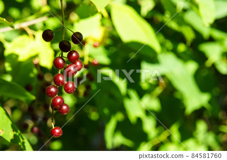 Berries on blurred colorful background. 84581760
