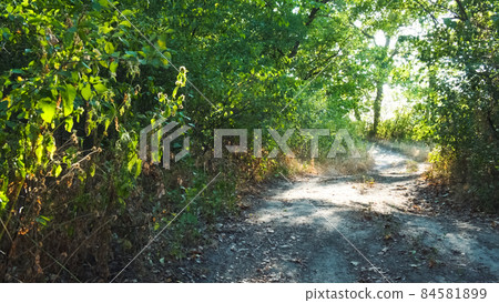 Russian woodland in summer time. 84581899