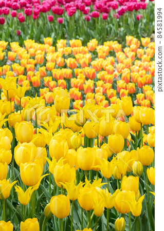 Tulip flower 84581994