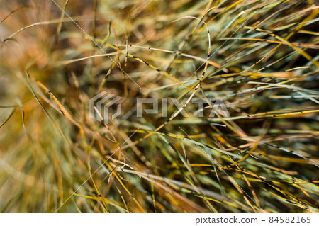 Abstract image of dried lawn. 84582165