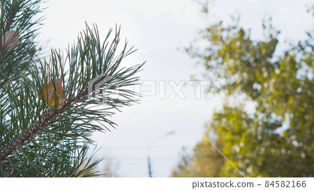 Coniferous tree in forest. 84582166