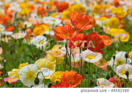Poppy flower field Poppy flower field 84582390