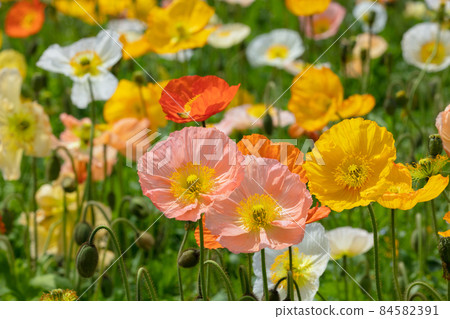 Poppy flower field Poppy flower field 84582391