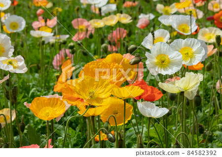 Poppy flower field Poppy flower field 84582392