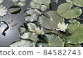 Water lily 84582743
