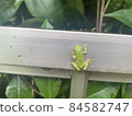 Frog 84582747