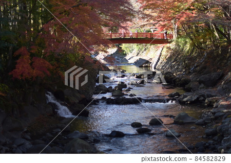 【修善寺】靜岡縣伊豆市（12月）13日 84582829