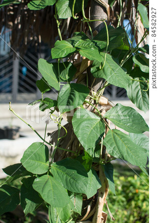 Lentil plant creep in the garden Lentil plant creep in the garden 84582927