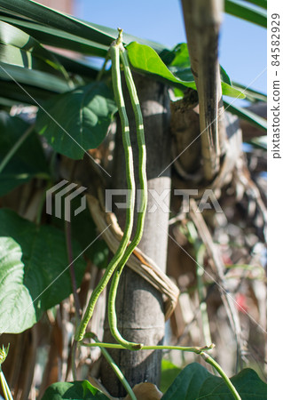 Lentil plant creep in the garden 84582929