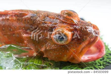 Scorpion fish Scorpion fish 84583099