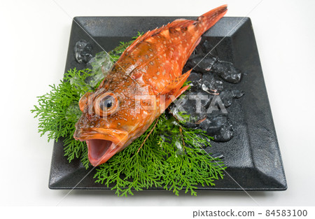 Scorpion fish 84583100