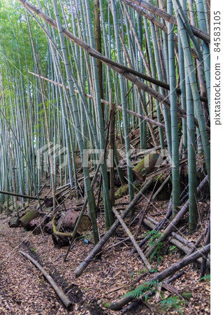 竹林非法傾倒 竹林非法傾倒 84583105