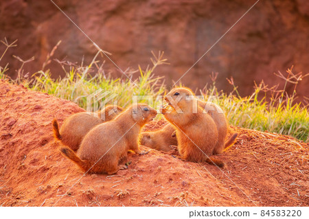 Close up shot of Prairie dog family Close up shot of Prairie dog family 84583220