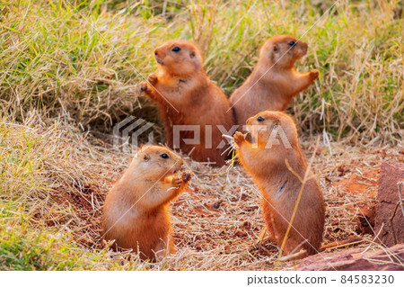 Close up shot of Prairie dog family 84583230