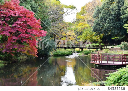 Dohogawa Park, Sagamihara City, Kanagawa Prefecture Mizutori no Ike and Autumn Leaves Dohogawa Park, Sagamihara City, Kanagawa Prefecture Mizutori no Ike and Autumn Leaves 84583286